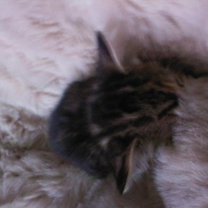 Sleeping burrowed in my furry beanbag :D