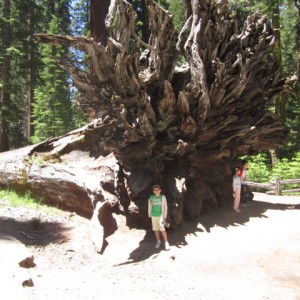 Downed Sequoia
